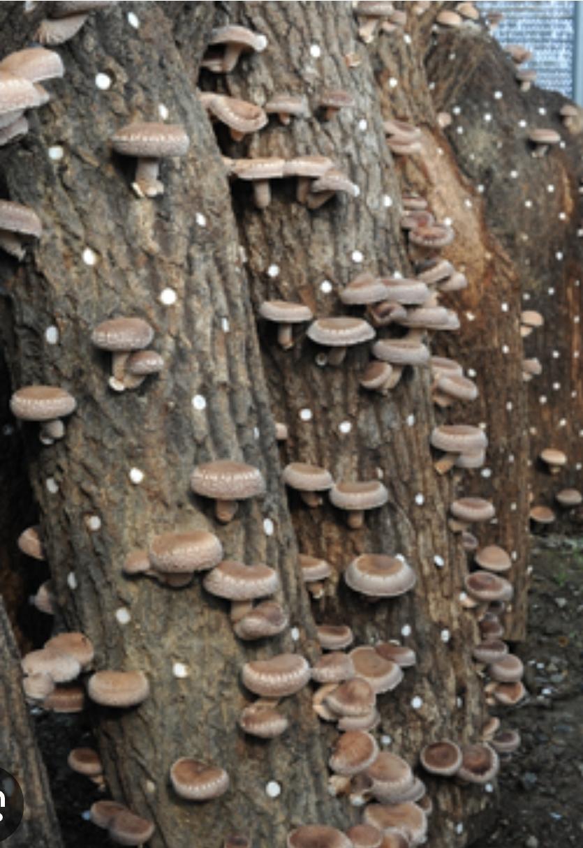 43fd77c4271dbce563c7a34f5b49d99e1218731b.jpg 이미지