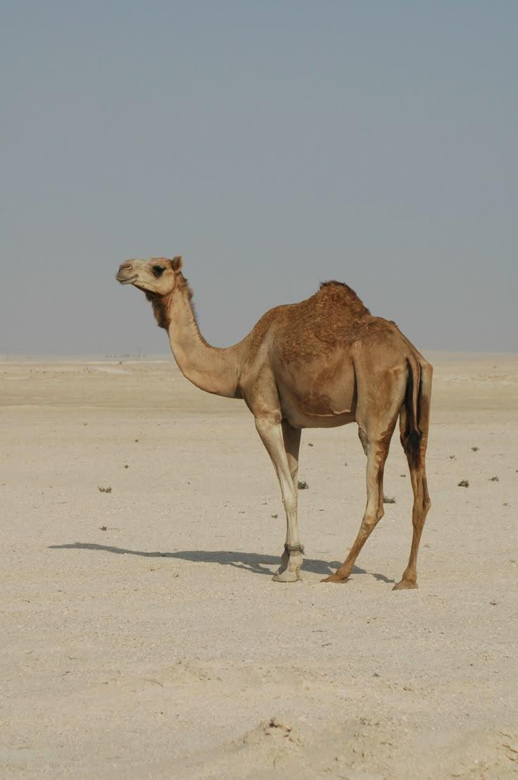 지구상에서 기린과 코끼리 다음으로 키가 높은 동물들 중 단봉낙타와 쌍봉낙타, 말코손바닥사슴 중 누구의 키가 더 높아요? ㅣ 궁금할 땐,  아하!
