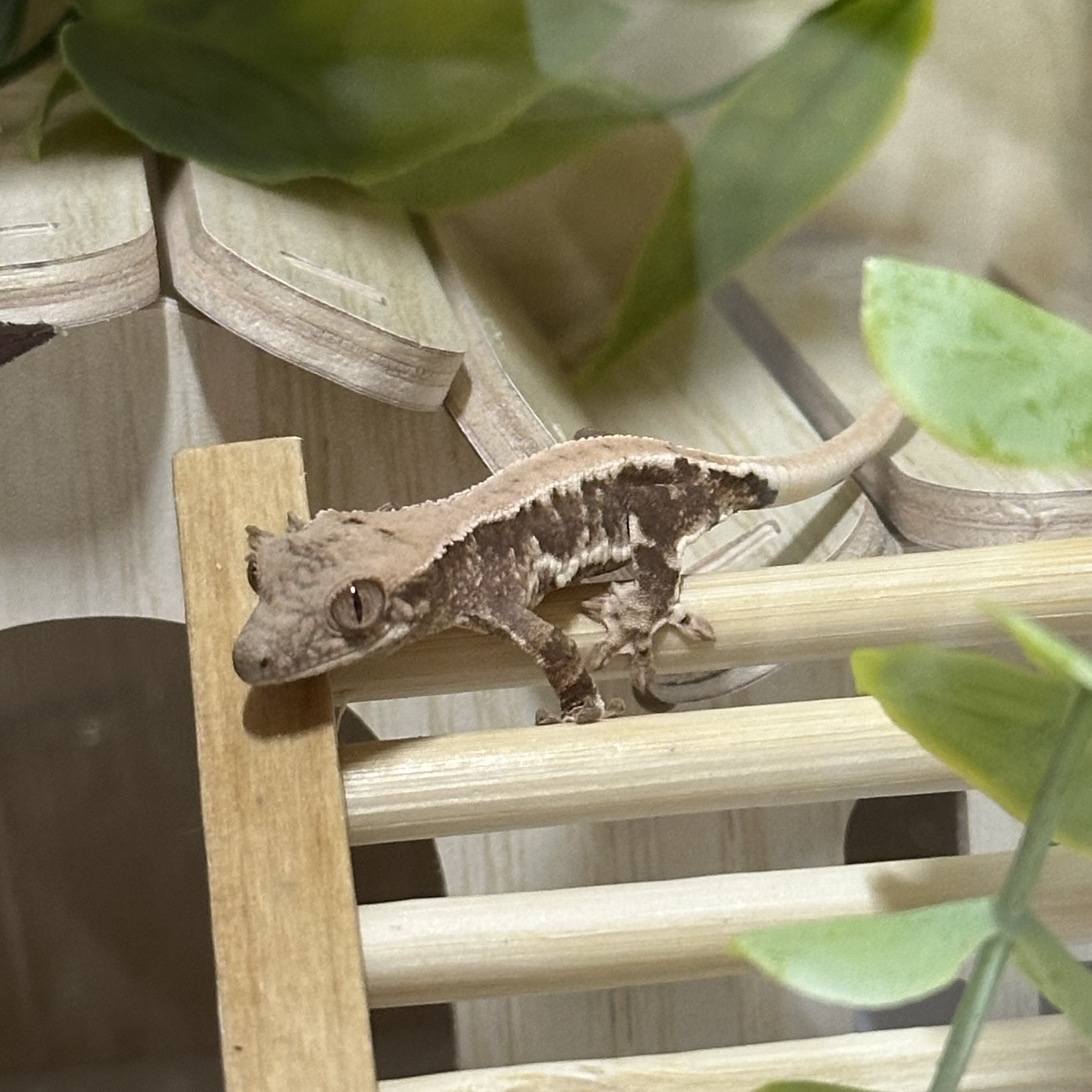 크레스티드게코 컸을 때 흰색의 색감예상 가능할까요? ㅣ 궁금할 땐, 아하!