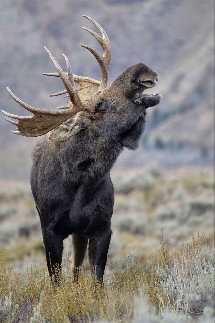 지구상에서 기린과 코끼리 다음으로 키가 높은 동물들 중 단봉낙타와 쌍봉낙타, 말코손바닥사슴 중 누구의 키가 더 높아요? ㅣ 궁금할 땐,  아하!