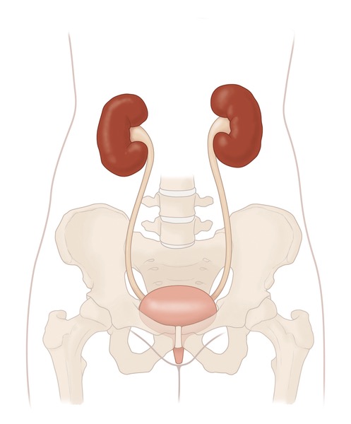 Urinary-tract-unlabeled_thumbnail.jpg 이미지