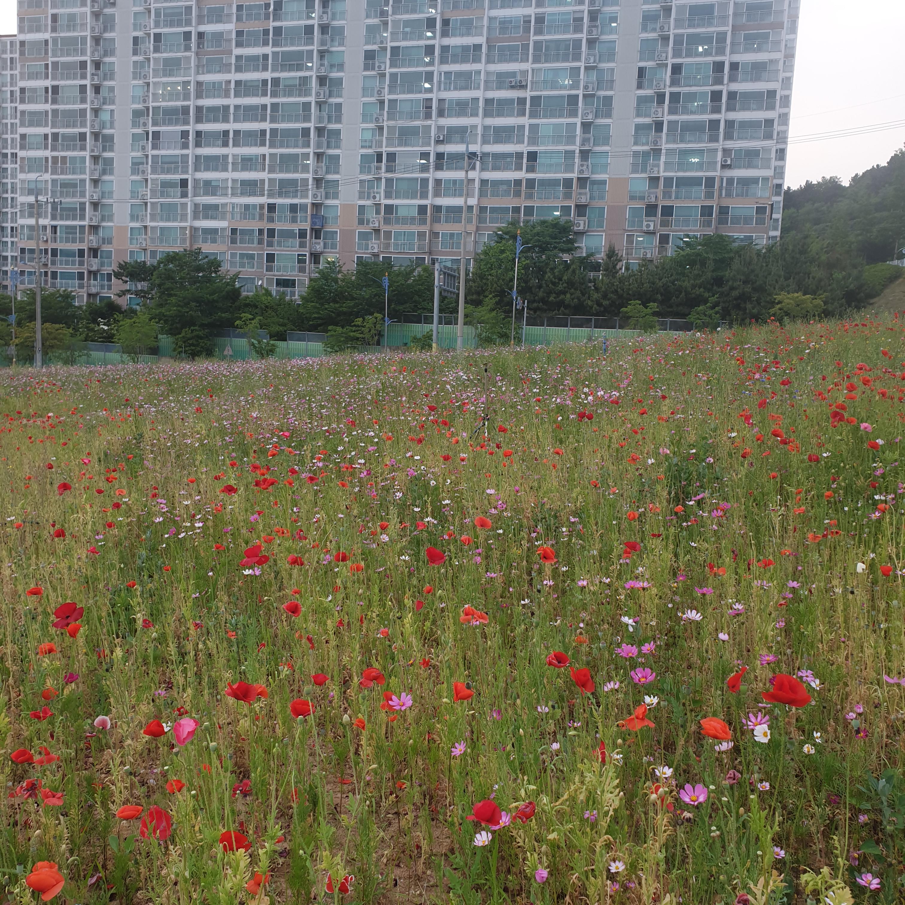 지혜로운호박벌261