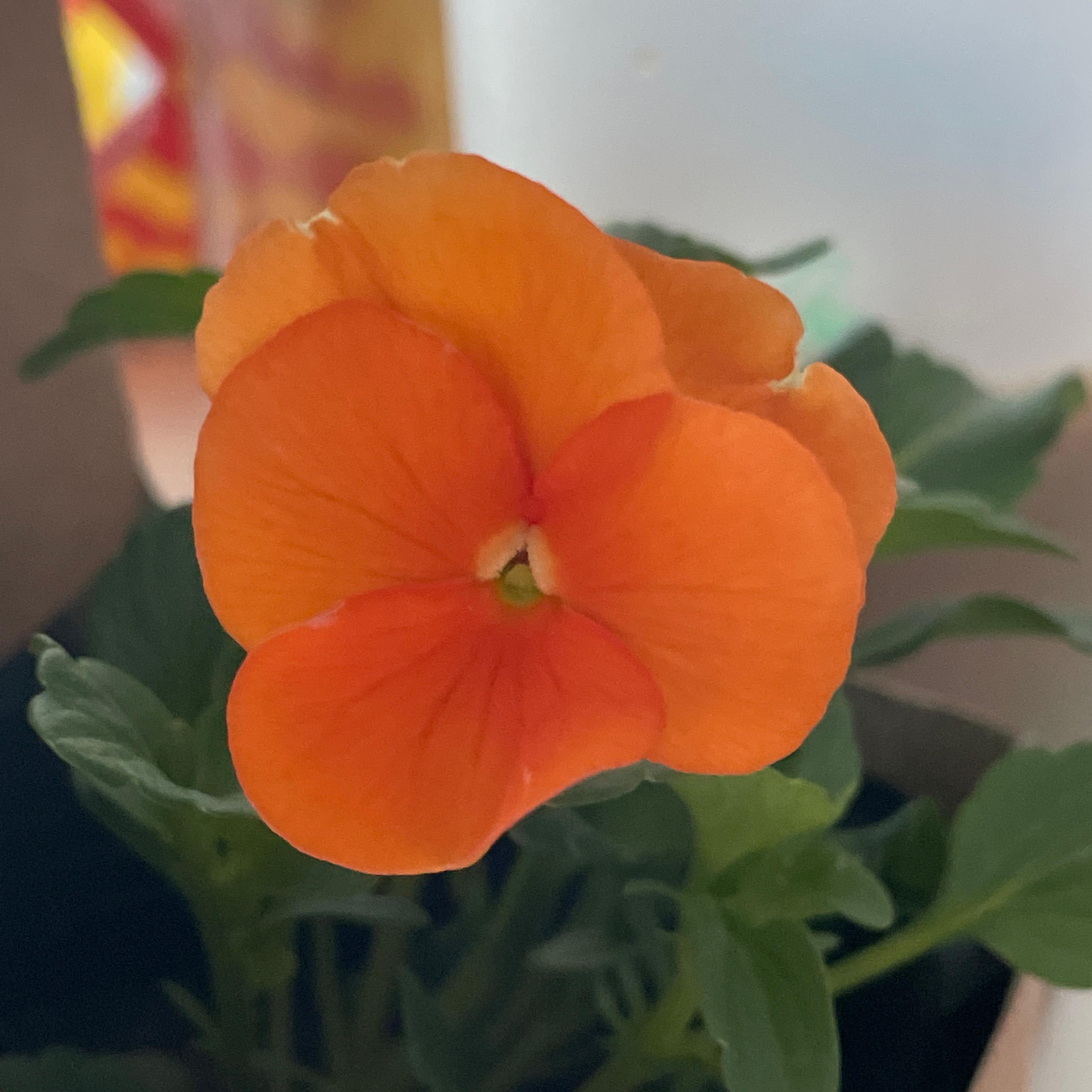 고매한도마뱀226와이프