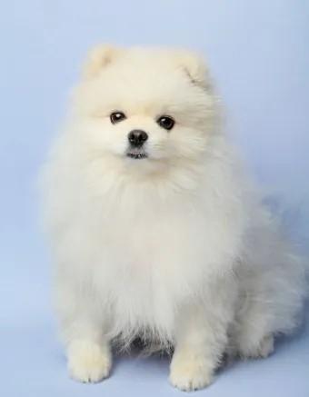 풍성한바다사자