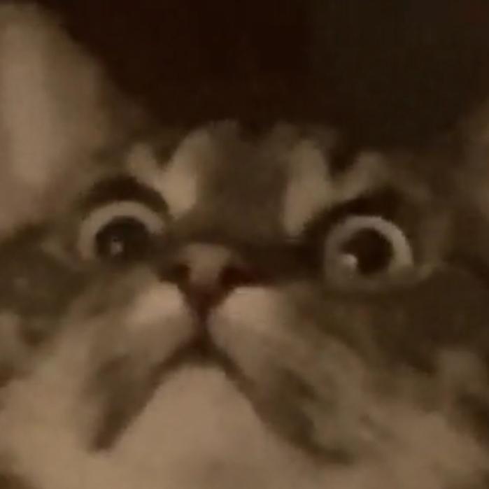 평가 잘주는 고양이