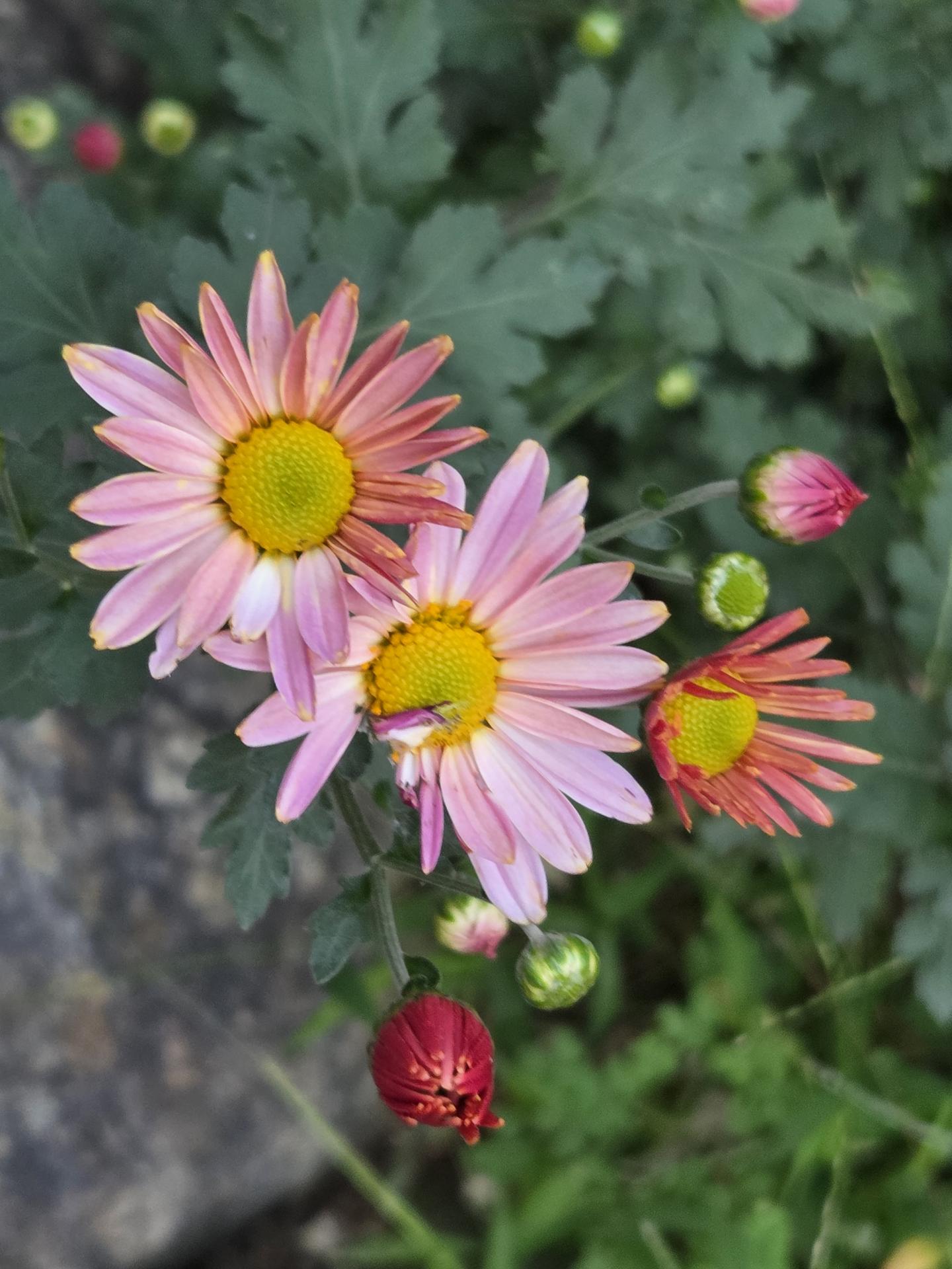 건장한오소리211