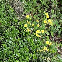 건강한도롱이243