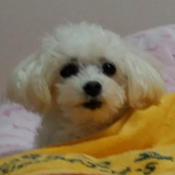 모던한해파리280