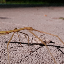 되알진두꺼비141