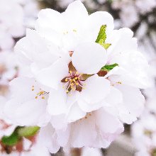 똑똑한그늘나비59