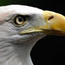 영험한코뿔소92