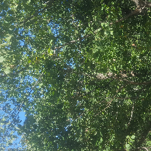 청렴한하늘소267