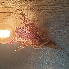 자유로운쿠스쿠스207