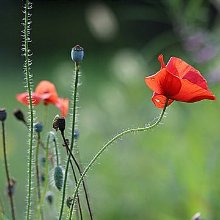 수줍은큰고래107