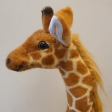 충실한오색조62