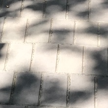 짓굳은캥거루264