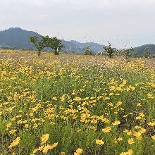 명랑한돌고래144