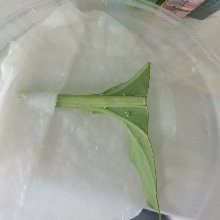 단정한도마뱀80