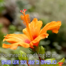 매너있는박각시258