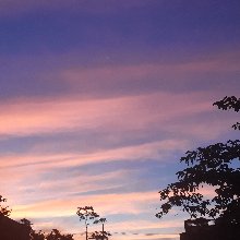 재빠른집게벌레216