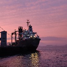 편안한메추라기23