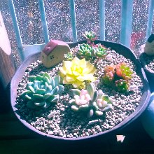 섹시한스컹크32