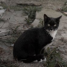 대담한무희새146