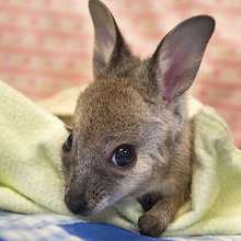 자유로운가재21