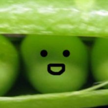 냉엄한왈라비256