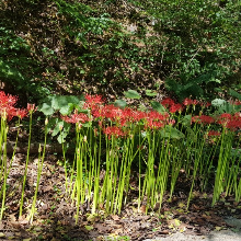 팔팔한앵무새151