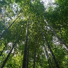 튼튼한줄나비179