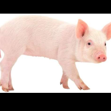 경건한당나귀202