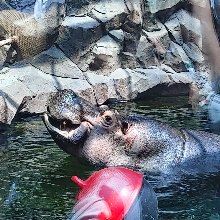 호화로운황새163