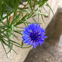 진기한수염고래43