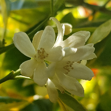 고결한메뚜기270