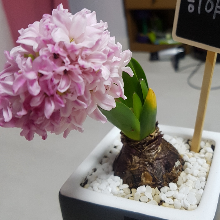 그윽한비단벌레88