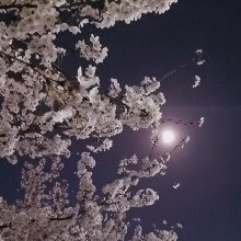 붉은쿠스쿠스251