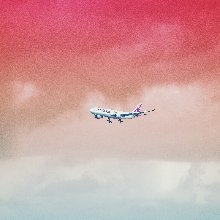 고매한집게벌레269