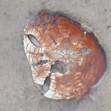 싹싹한나무늘보151