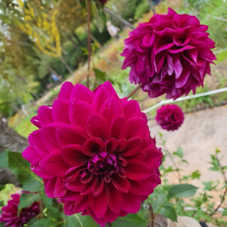 냉정한족제비171