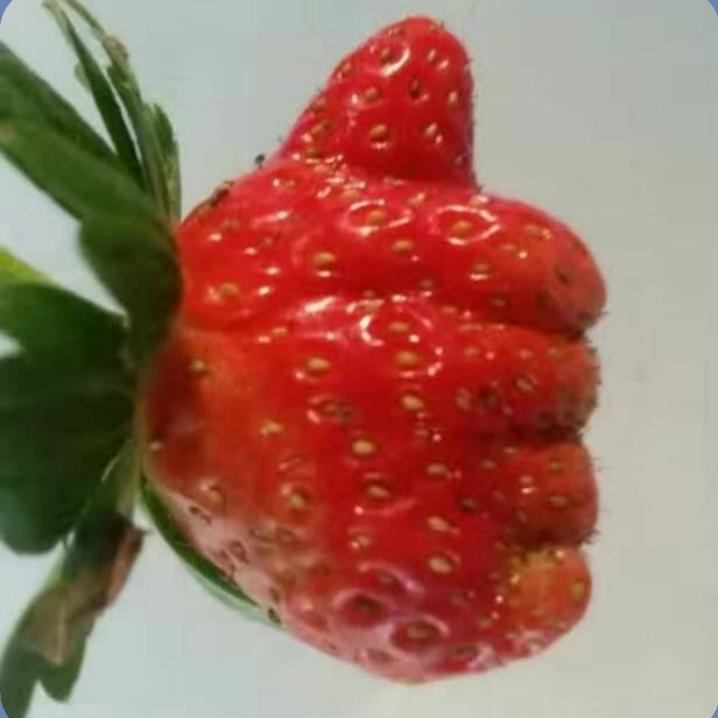 사려깊은레아210