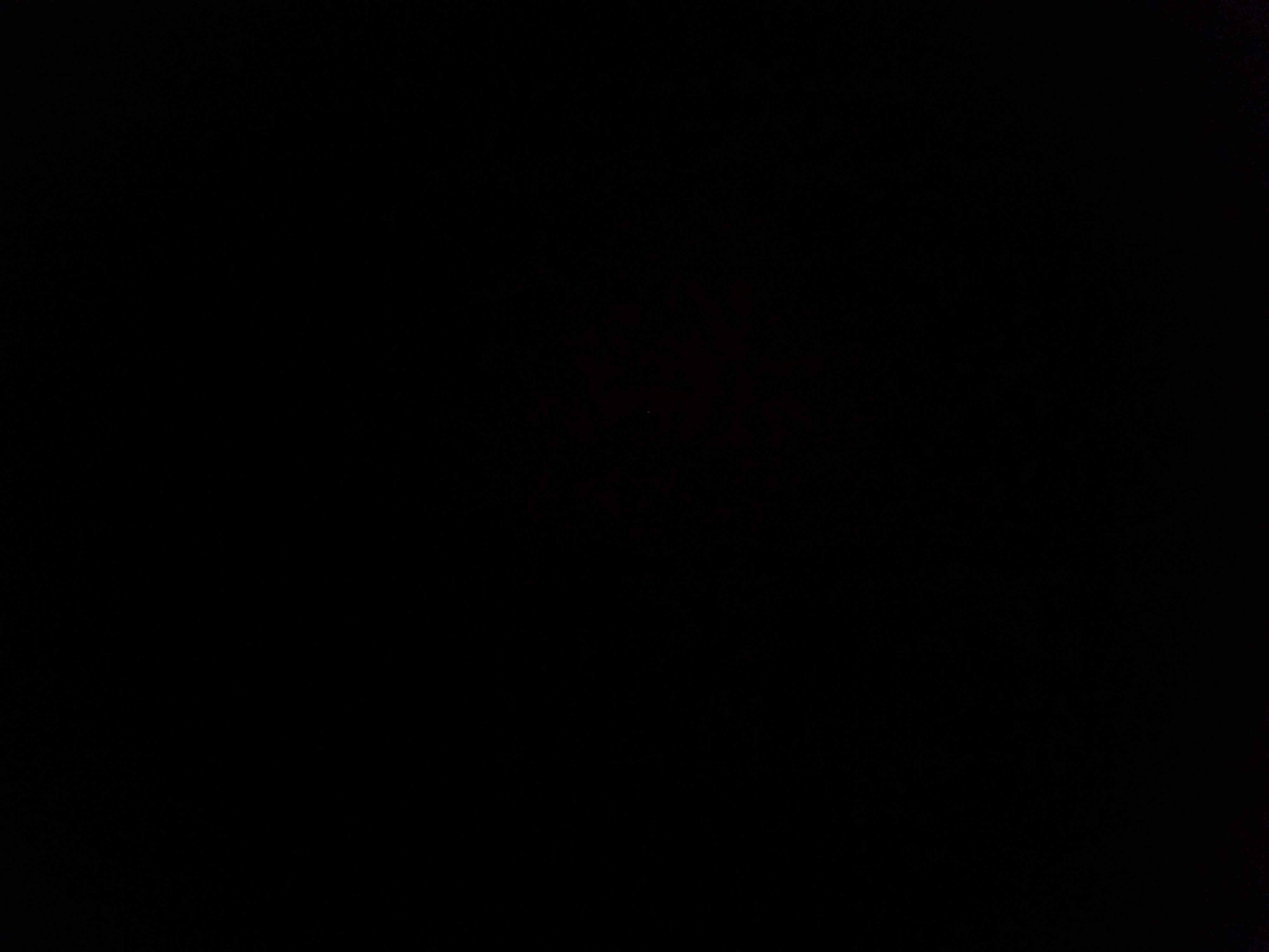 성실한강아지171