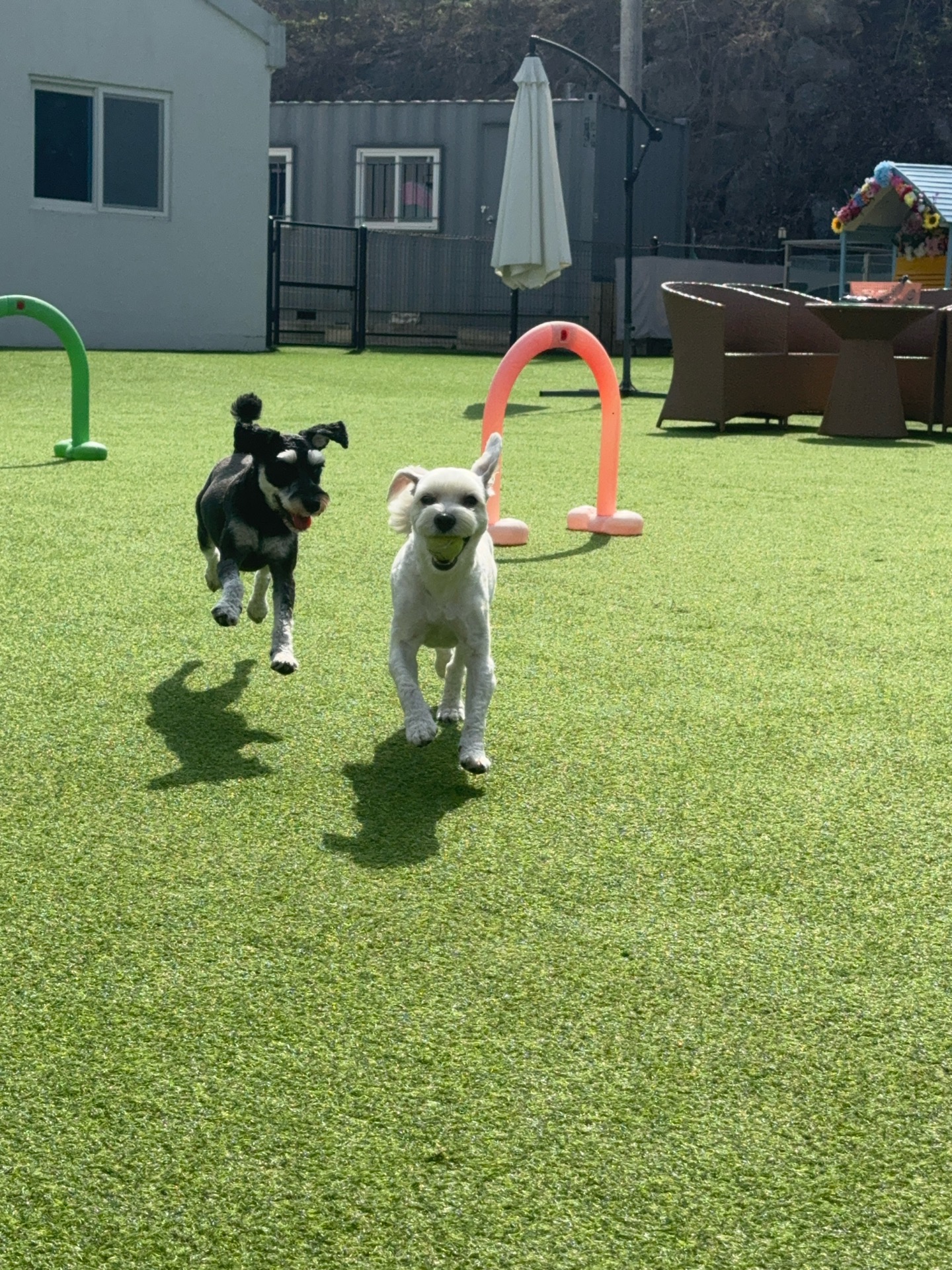 곰살맞은비쿠냐11